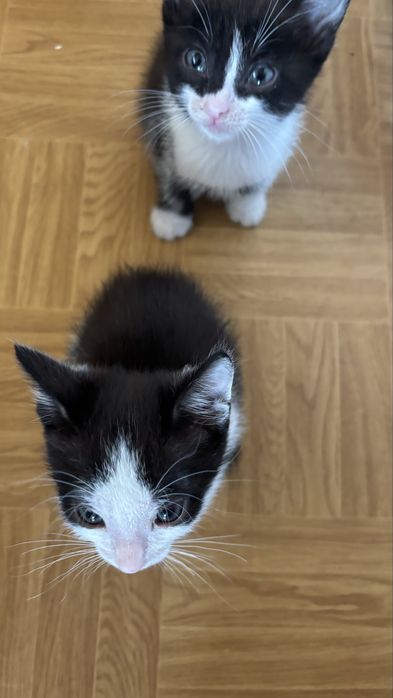 Котята мальчики и девочка. 30го будет 2 месяца.