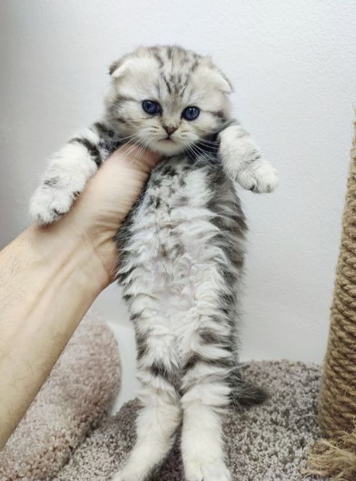 ОчаРоваШки КотикИ _ ШотлАндСкиЕ