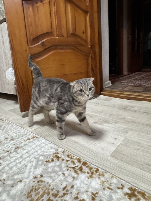 Отдам даром за хорошее руки