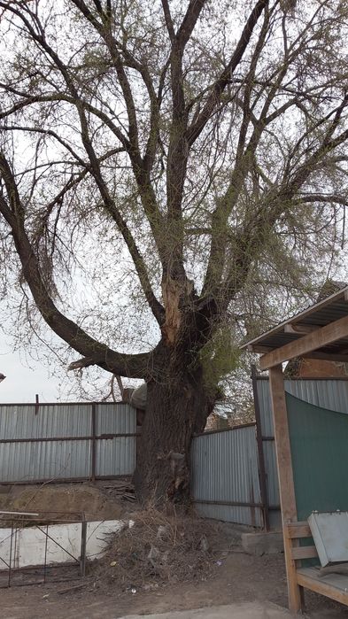 Дерево Карагаш бесплатно