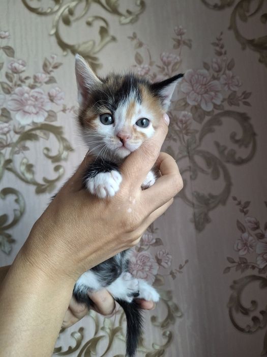 Котята домашние мальчики и девочки