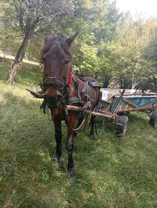 Vand un cal castrat foarte cuminte bun de  ham