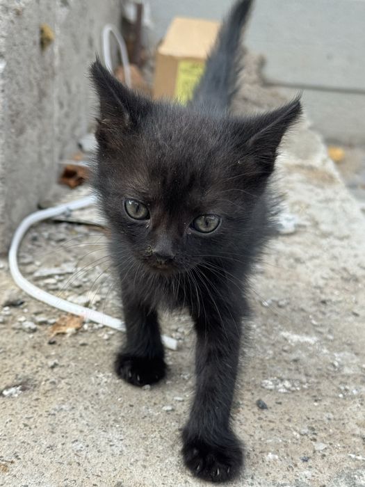 Котята бесплатно