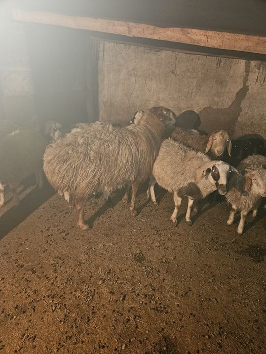 Кошкар ,баран, Едилбай, гиссар