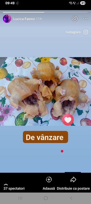 Puii de vânzare  carne și ouă