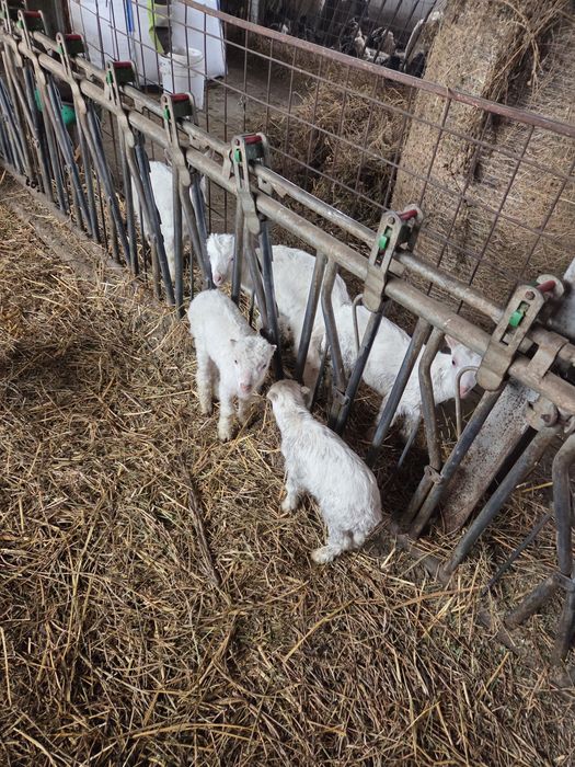 Vînd iezi pt ținut