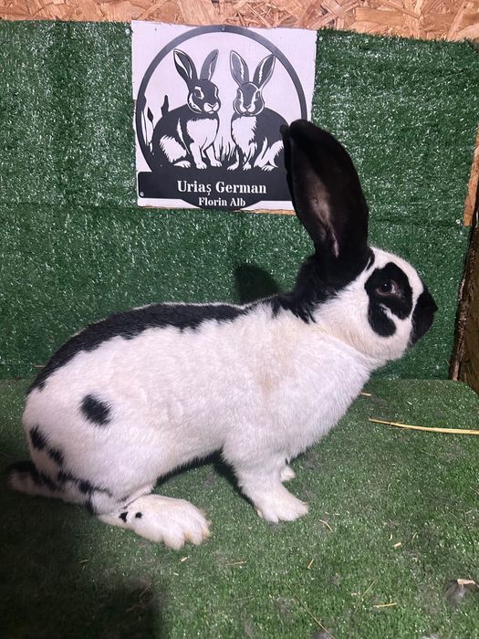 Mascul Fluture German