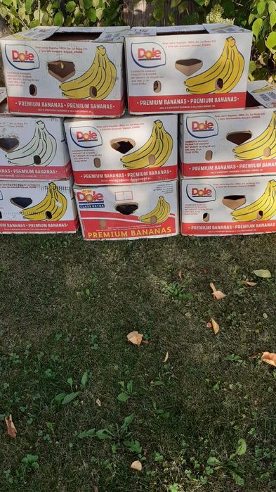 Лот кашони от банани