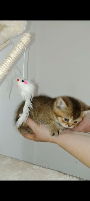 Мальчик золотой Шиншила