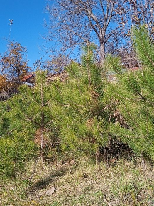 Manzarali daraxtlar archalar