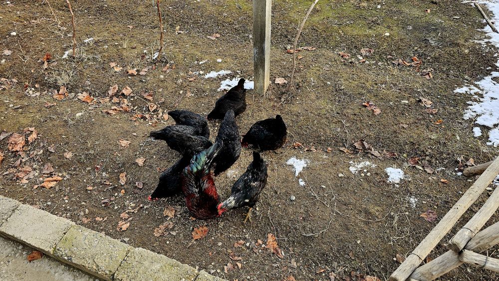 Yosh sogʻlom Qora tovuqlar