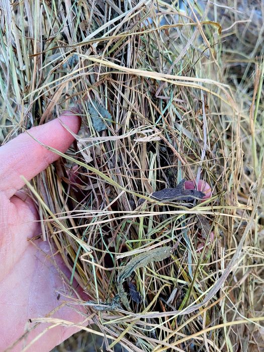 Сено рулон 24 г луговое