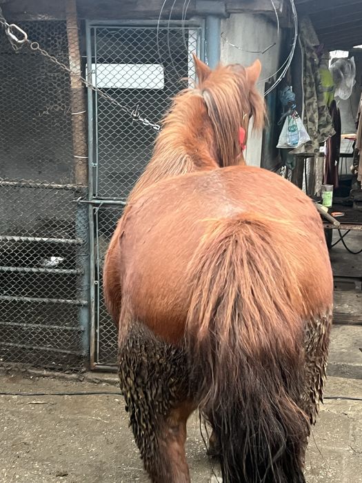 Vand 2 carlane frumoase