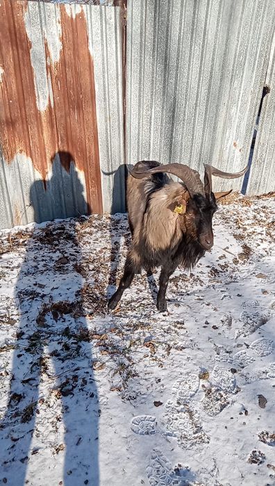 Козел альпийской породы