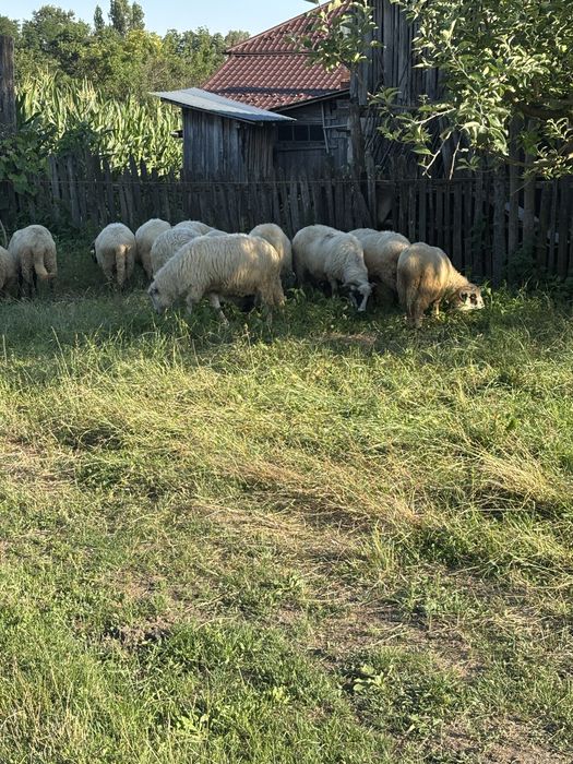 Vand oi si miei    .