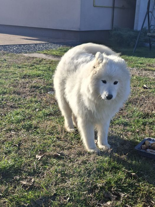 De vânzare caine samoyed