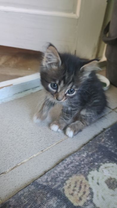 Бесплатно котенки хорошие руки