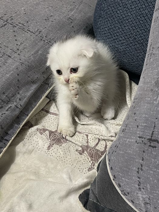 Котята скоттиш фолд