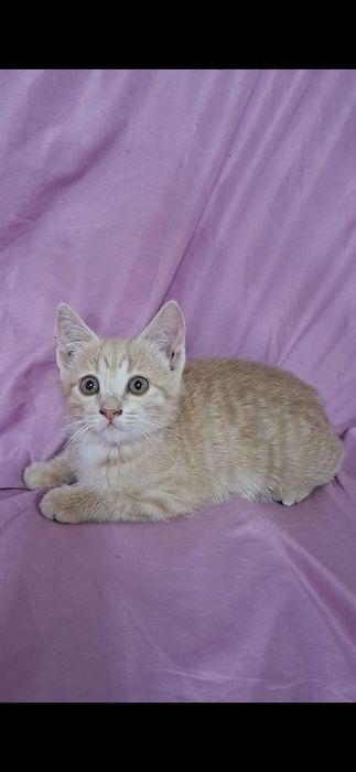Персиковая девочка котенок Перси в добрые руки!