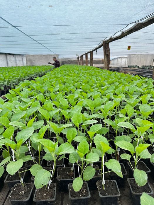 Rasaduri legume - rosii, ardei, castraveti, vanata