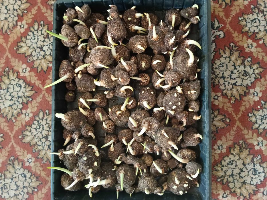 Многолетние растения продам