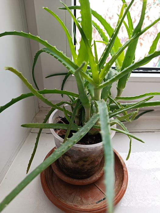 Продам цветок алоэ