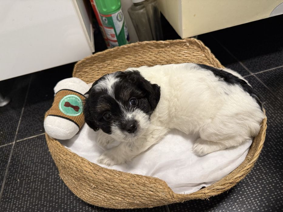 Fetița frumoasa si educata