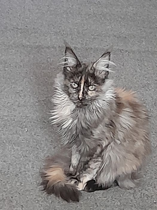 Продам  котенка.