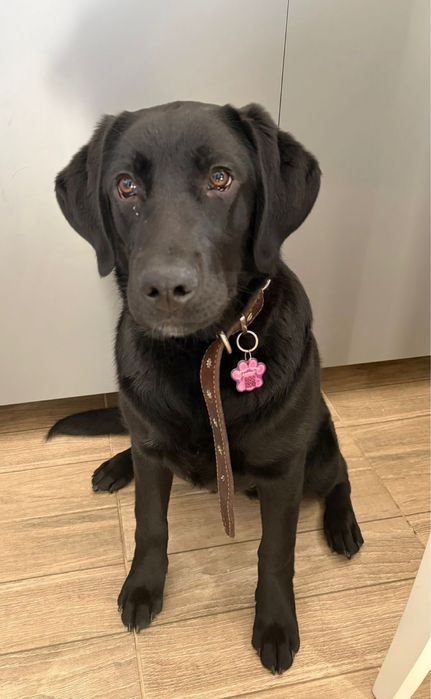 Продам щенка лабоадор ретривера