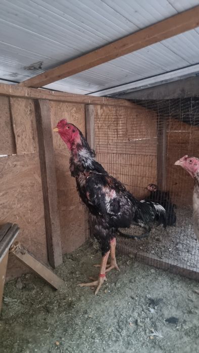 Дакан кораз .дддд