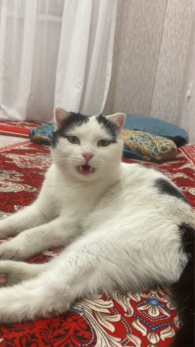 вислоухая шотландская кошка