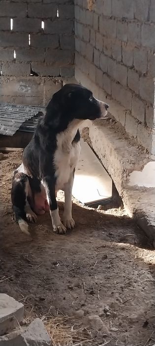 Жаксы итын кушыктеры