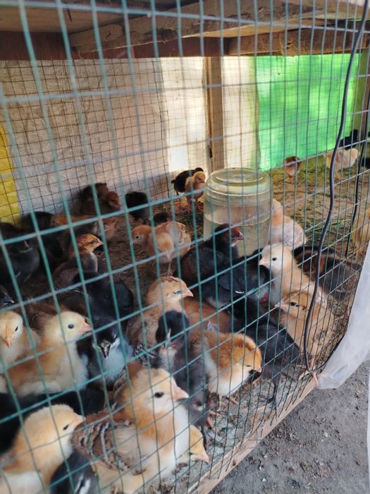 Зотли Жўжа лар сотилади