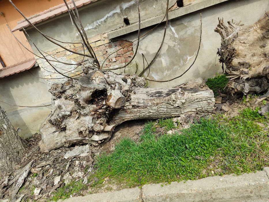 Трупи Дървен материал