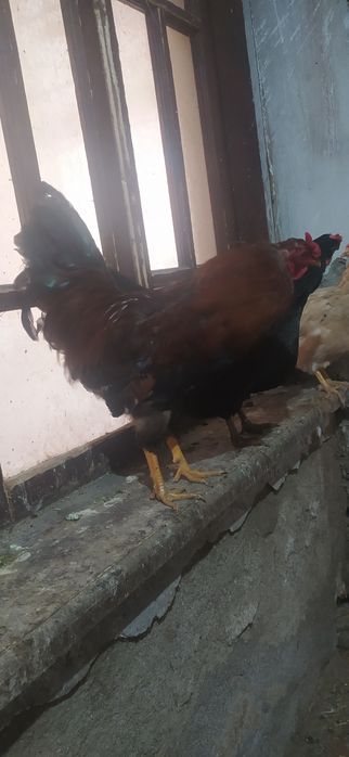 Qizil xoʻroz hdhdhd