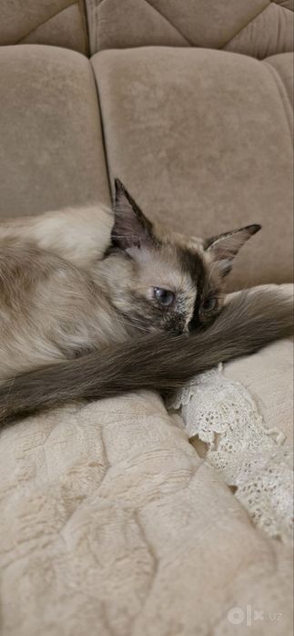 Tайская кошечка Chocolate Point