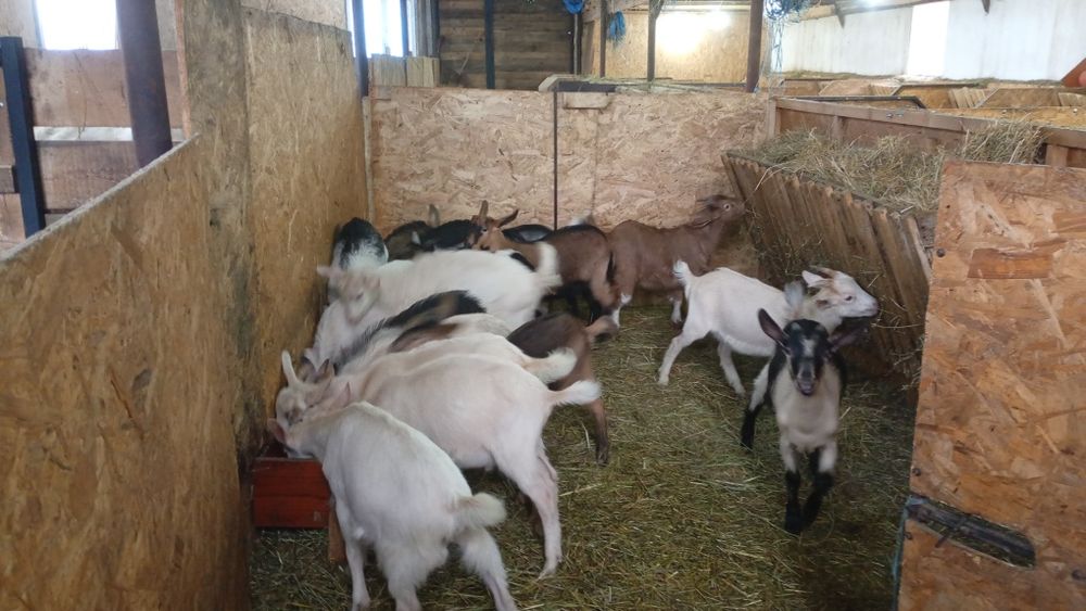 Vând Iezii de tăiat pentru Paște