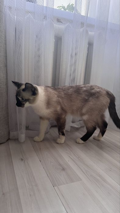 Отдам в добрые руки