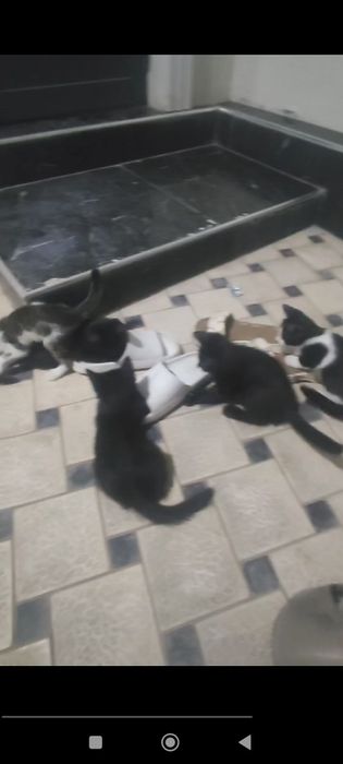 Mushuk bolalari tekinga faqat boqadigan qaridigan inson bosa