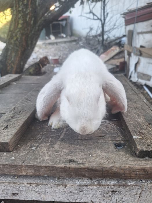 Iepure berbec german 2 luni 2 fete si 4 baieti pret negociabil