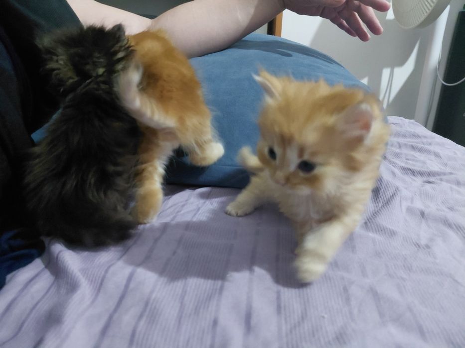 пол мейн-кун отец персидская кошка