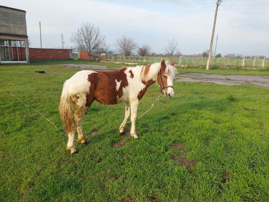 Кон Пинто 11 месеца