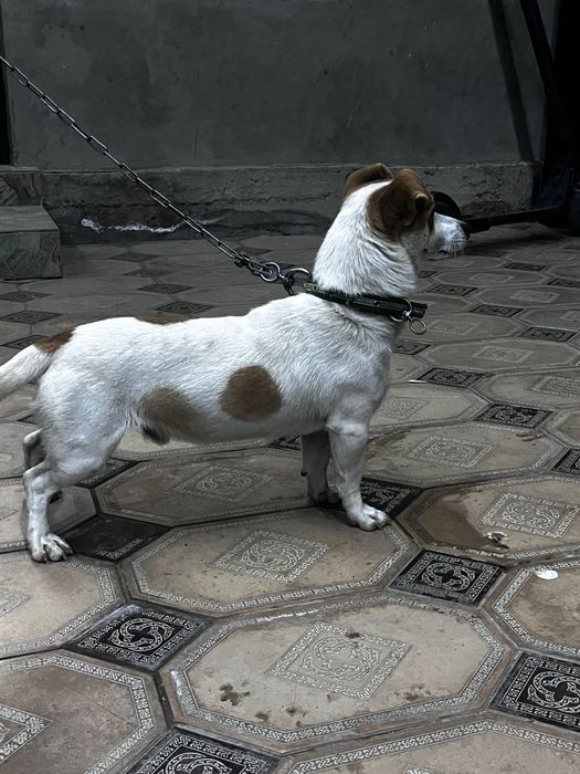 Продам таксу 7.8 месяцев