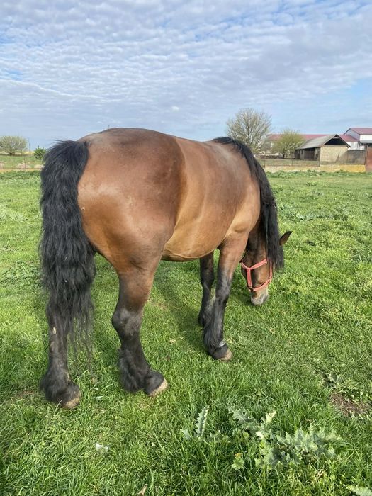 Vand iapa 4 ani cu manz !