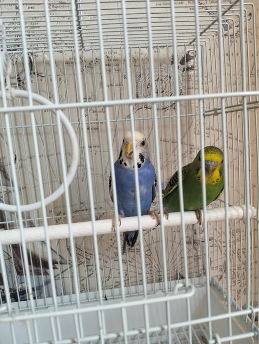 Волнистые попугаи