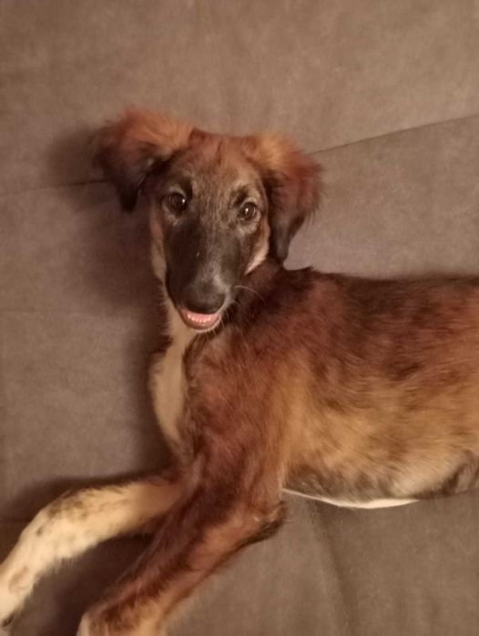 Отдам щенка в хорошие руки