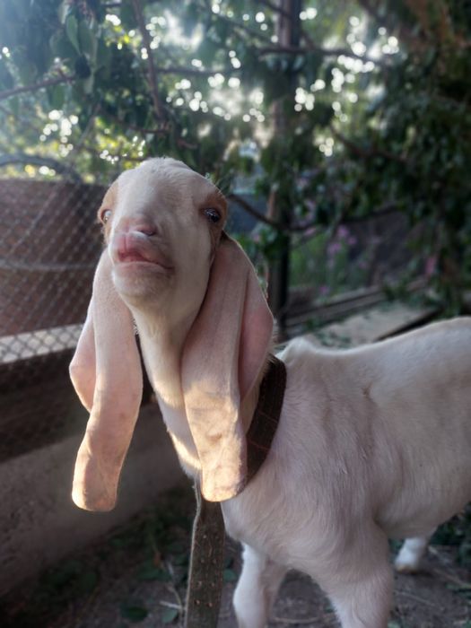 Козел камори на племя