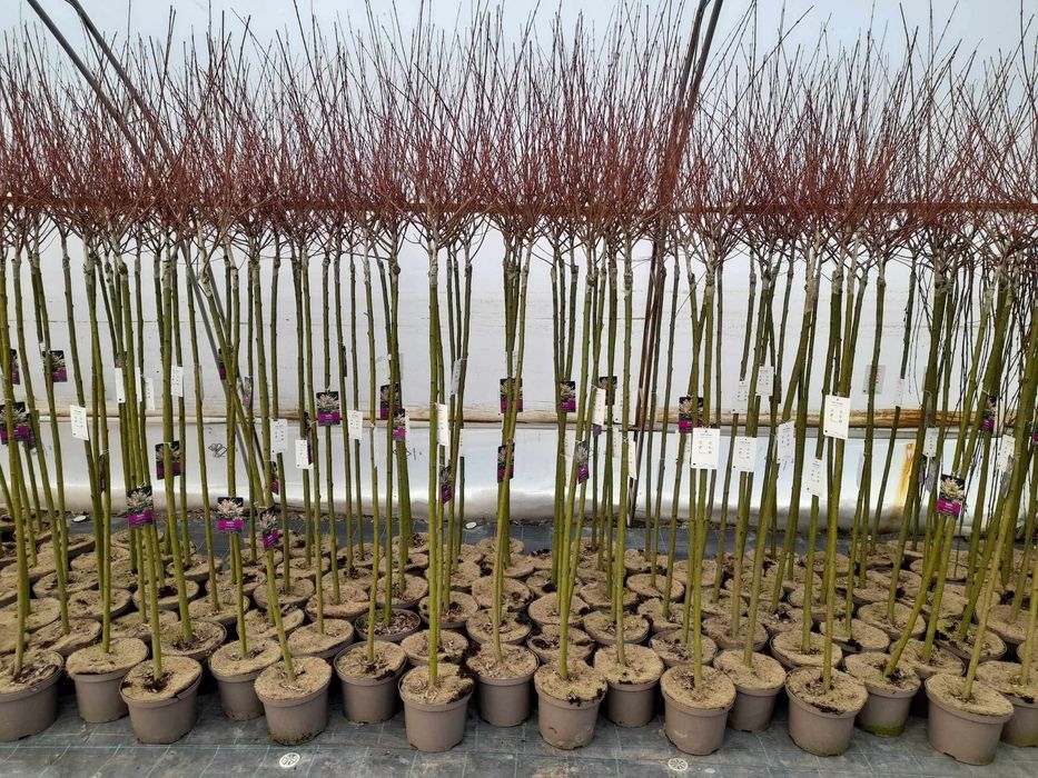 Японска върба (salix hakuro-nishiki)