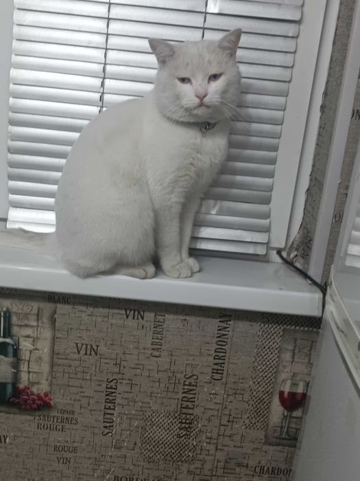 Скоттиш страйт отдам.