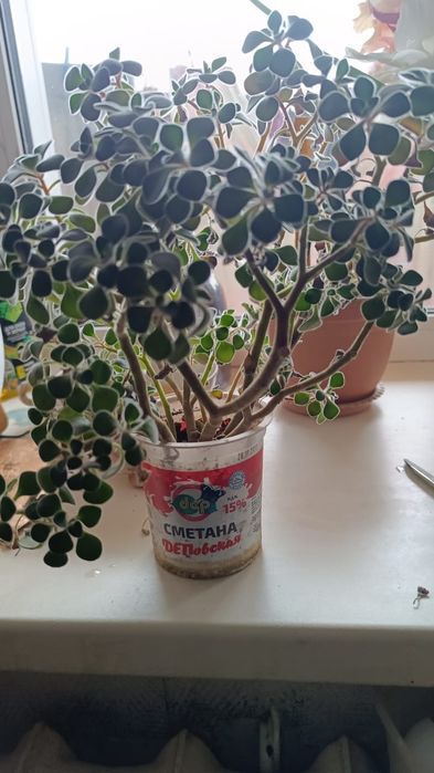 Продам комнатные цветы